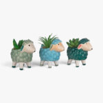 ⁦צמח דקורטיבי  Sheep⁩ – תמונה ⁦2⁩