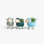 צמח דקורטיבי  Sheep